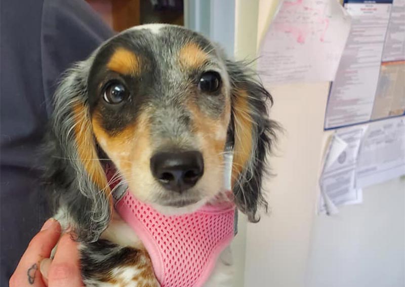 Carousel Slide 12: Dog Veterinary Care, Austinburg