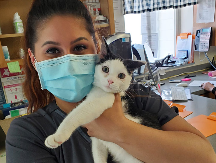 Cat veterinary